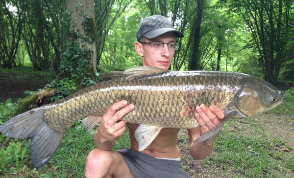 amour blanc 8.2 kg.jpg